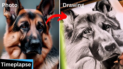 German Shepherd Dog drawing Timelapse