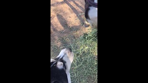 A Horse And His Husky Best Friend Chomp On Tasty Hay Together