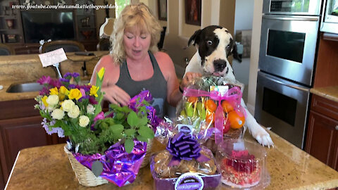 Affectionate Great Dane Gets So Excited To See Birthday Cake And Gifts