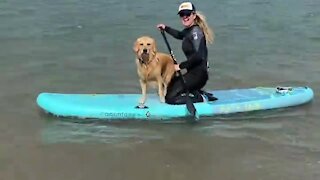 Doggy enjoys board surfing with his owner
