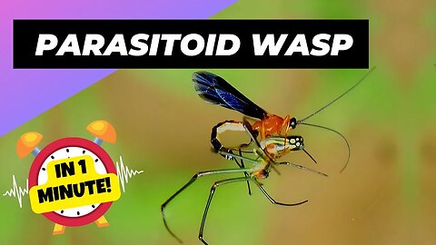 Parasitoid Wasp - In 1 Minute! 🦟 One Of The Most Dangerous Insects In The World | 1 Minute Animals