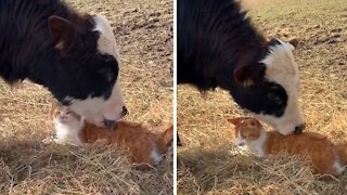 Cow and cat friendship is an unbreakable bond