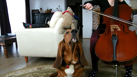 Basset Hound sings along to owner's cello practice