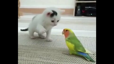 Chaton vs inséparable - Kitten vs lovebirds - बिल्ली का बच्चा बनाम लवबर्ड - cennet papağanı vs kedi