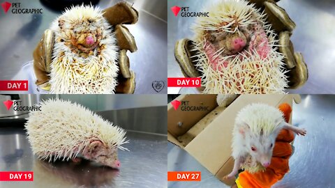 Cute hedgehogs rescue remove mites