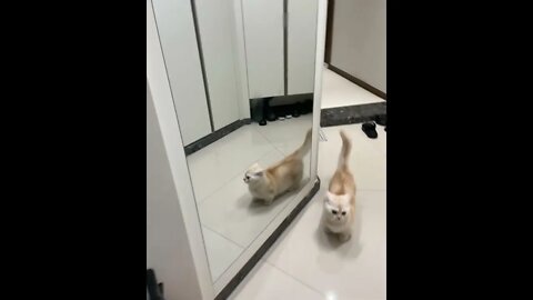 Cat 🐈 running towards Owner | #Shorts #Animals #Cat