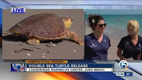 Sea turtles released