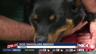 Dog snugglers needed!