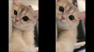 Cat Found Out She Was Filmed And Reached For The Camera.