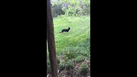 German Shepherd Comes Running