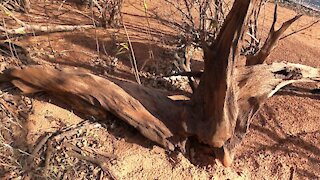 Beautiful Lake Drift Wood