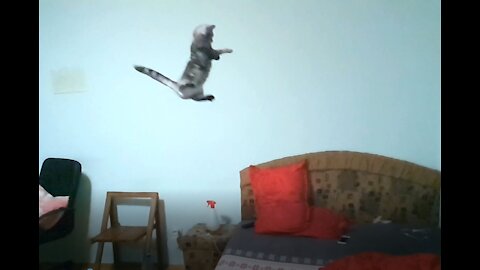 Flying Cat with a Totally Failed Landing