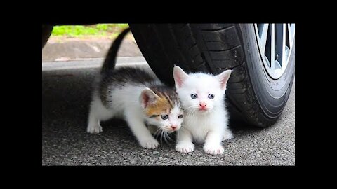 Experiment car vs baby cats/kitten , car vs toys, crushing crunchy and soft things by car vs kitty