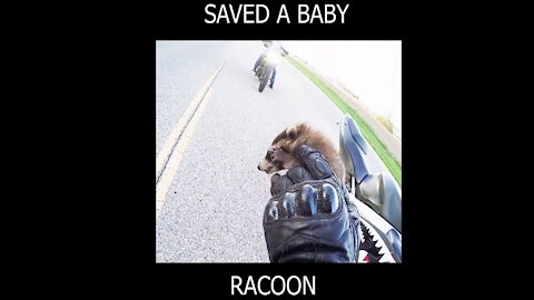 CUTE BABY RACCOON SAVED BY A BIKER | SpyPets