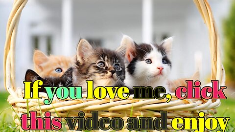 Funny cat baby video The kitten approaching the daddy cat to play with him was so cute.