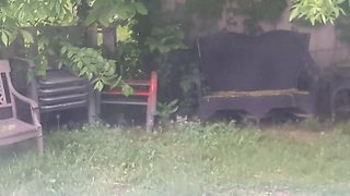 Mother cat and kittens play in backyard