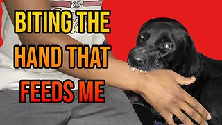My Dog Attacked Me (with footage)