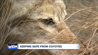 How to keep coyotes away from property, pets and kids