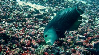 Determined fish works hard to catch crab hiding in rocks