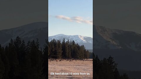 #elkherd #elk #montana #countryliving #godscountry