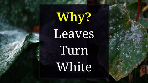 Why Leaves Get White Spots: Powdery Mildew