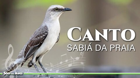 ASMR | Canto do SABIÁ DA PRAIA - Tejo da Praia (Tropical Mockingbird)