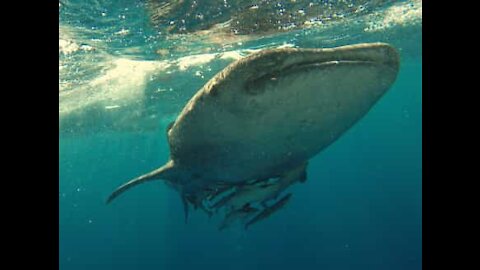 Un requin-baleine se fait masser à la brosse