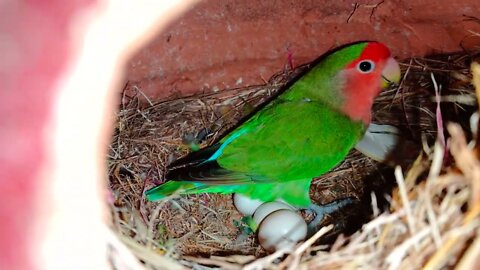 LoveBirdsBreeding ❤️🦜 Breedingtips | green parrot laying egs mating sound & voice Zebra finches