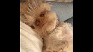 Cutest shih tzu puppy hears treats in the kitchen