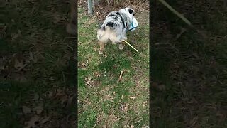 #aussie #puppy #playtime #soccer