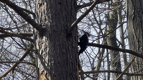 Pileated Wood Pecker is back 18