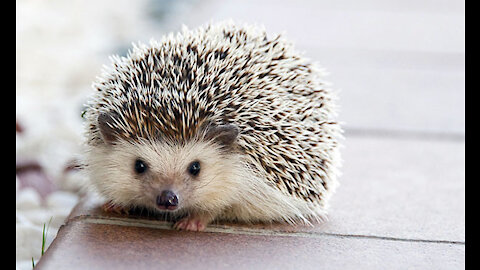 Prickly but super adorable creatures - hedgehogs