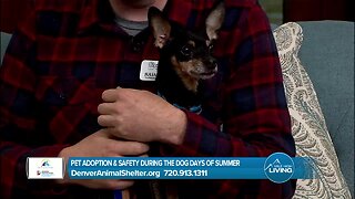 Denver Animal Protection