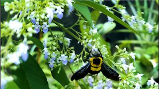 INSECTS: Bumblebee