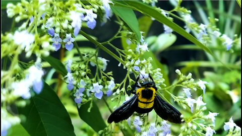 INSECTS: Bumblebee