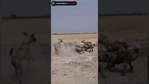 Pack of wilddogs attack on lion
