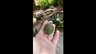 Itty bitty turtle rescue