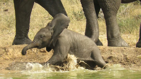 Clumsy Baby Elephant Suddenly Falls Into A Watering Hole