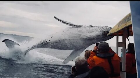 Whale jumps out of nowhere during sight seeing tour