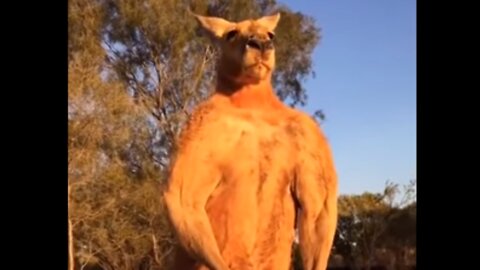 A Really Buff Kangaroo