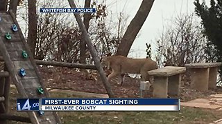 ‘Extremely rare’ bobcat sightings reported in Whitefish Bay