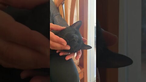 Milo Is A Lap Cat 🥰