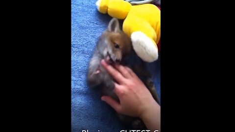 Adorable Baby Fox Pups Playing - CUTEST Compilation