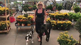 Pair of Great Danes enjoy first trip to garden store