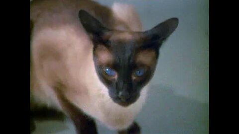 UFO: The Cat with Ten Lives (Episode 03)