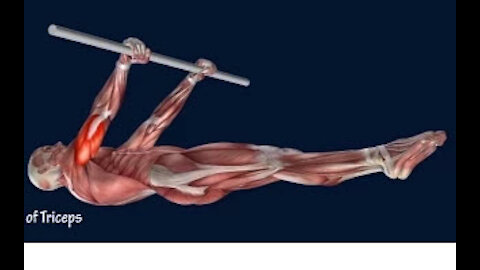How to Front Lever Muscle Anatomy Training Program EasyFlexiiblity