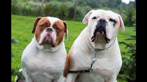 American Bull Dogs _The Great Bull Dogs Breed - Learn How to Train Your #Dogs