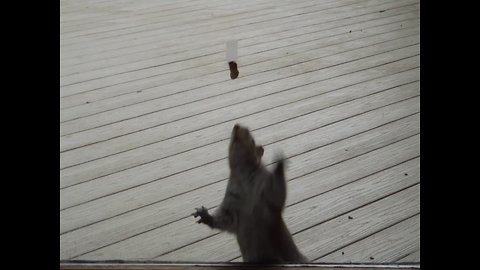 Squirrel Trying to get Food is Hilarious