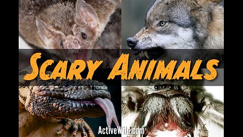 Scary Facts about animals #animalfacts #facts #fyp #LearnOnTikTok #satisfying