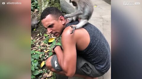 Ce singe curieux interagit avec un touriste à Bali